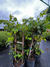 Load image into Gallery viewer, Grape, Southern Home