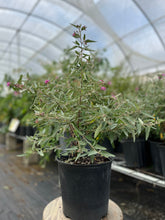Load image into Gallery viewer, Tea, Florida Native Bush