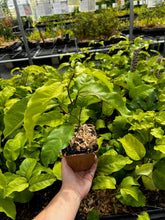 Load image into Gallery viewer, Passion Fruit, Panama Red