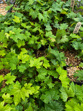 Load image into Gallery viewer, Grape, Southern Home