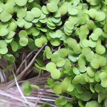 Load image into Gallery viewer, Microgreens, Kale