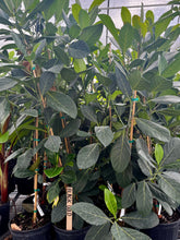 Load image into Gallery viewer, Jackfruit, Black Gold