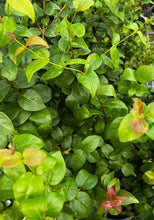 Load image into Gallery viewer, Surinam Cherry
