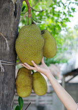 Load image into Gallery viewer, Jackfruit, Black Gold
