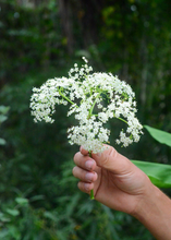 Load image into Gallery viewer, Elderberry, Florida Native