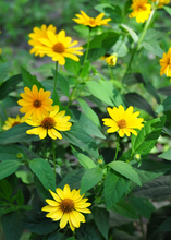 Load image into Gallery viewer, Jerusalem Artichoke