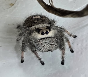 Jumping Spiders