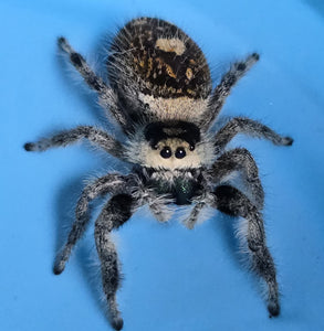 Jumping Spiders