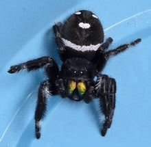 Load image into Gallery viewer, Jumping Spiders