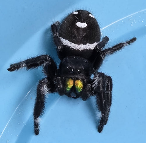 Jumping Spiders