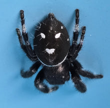Load image into Gallery viewer, Jumping Spiders