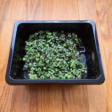 Load image into Gallery viewer, Kale Microgreens Seeds