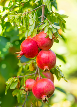 Load image into Gallery viewer, Pomegranate, Kara Bala Miursal