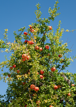 Load image into Gallery viewer, Pomegranate, Kara Bala Miursal