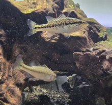 Load image into Gallery viewer, Largemouth Bass