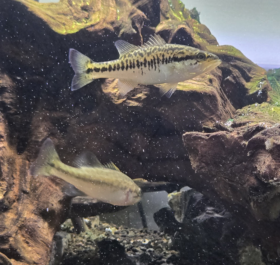 Largemouth Bass