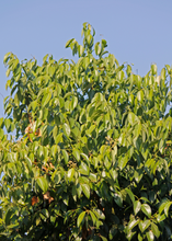 Load image into Gallery viewer, Bay Leaf Tree