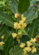 Load image into Gallery viewer, Bay Leaf Tree