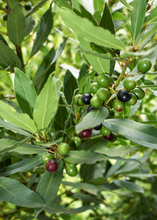 Load image into Gallery viewer, Bay Leaf Tree