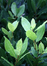 Load image into Gallery viewer, Bay Leaf Tree