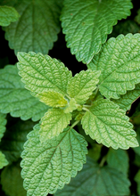 Load image into Gallery viewer, Lemon Balm
