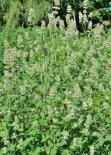 Load image into Gallery viewer, Lemon Balm