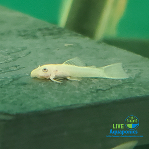 Lemon Bristlenose Plecos