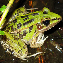 Load image into Gallery viewer, Leopard Frogs