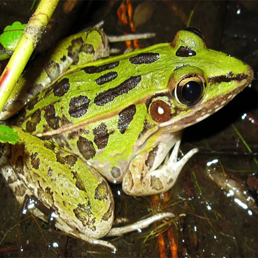 Leopard Frogs