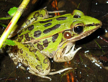 Load image into Gallery viewer, Leopard Frogs