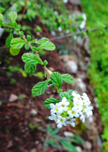 Load image into Gallery viewer, Oregano, Jamaican