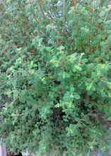 Load image into Gallery viewer, Oregano, Jamaican