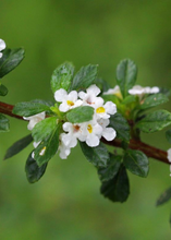 Load image into Gallery viewer, Oregano, Jamaican