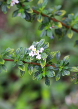 Load image into Gallery viewer, Oregano, Jamaican