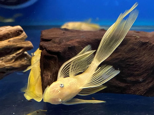 Longfin Lemon Bristlenose Plecos