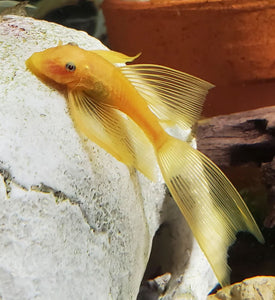 Longfin Lemon Bristlenose Plecos