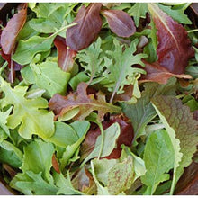 Load image into Gallery viewer, Lettuce, Mild Mesclun Mix