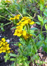 Load image into Gallery viewer, Tarragon, Mexican