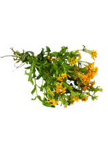 Load image into Gallery viewer, Tarragon, Mexican