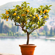 Load image into Gallery viewer, Lemon, Meyer - Improved
