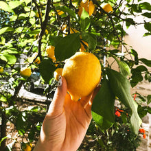 Load image into Gallery viewer, Lemon, Meyer - Improved