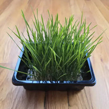 Load image into Gallery viewer, Wheatgrass Microgreens Seeds