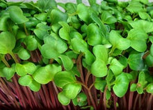 Load image into Gallery viewer, Microgreens, Radish