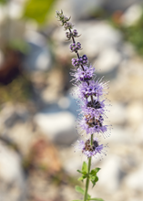Load image into Gallery viewer, Mint, Moroccan