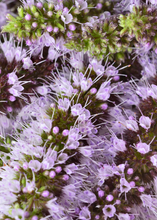 Load image into Gallery viewer, Mint, Moroccan