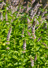 Load image into Gallery viewer, Mint, Moroccan