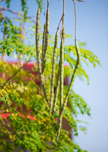 Load image into Gallery viewer, Moringa
