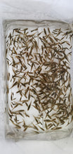 Load image into Gallery viewer, Mosquitofish Breeding Colony