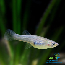 Load image into Gallery viewer, Mosquitofish Breeding Colony
