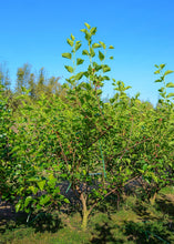 Load image into Gallery viewer, Mulberry, Shangri La